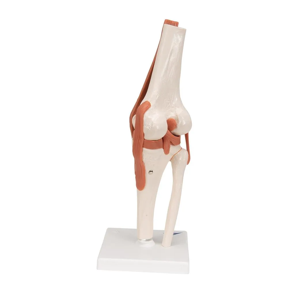 Functional Knee Joint Model