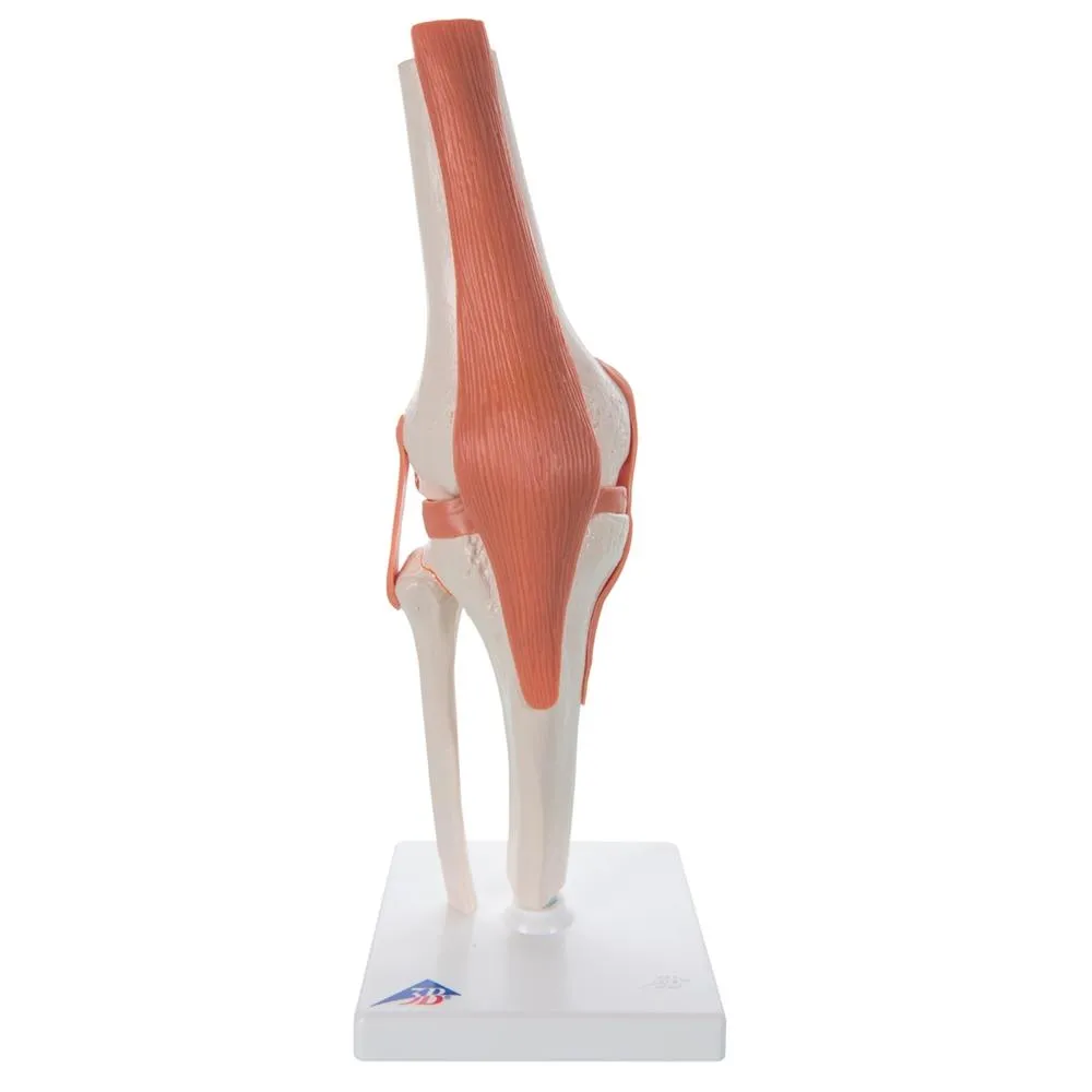 Functional Knee Joint Model