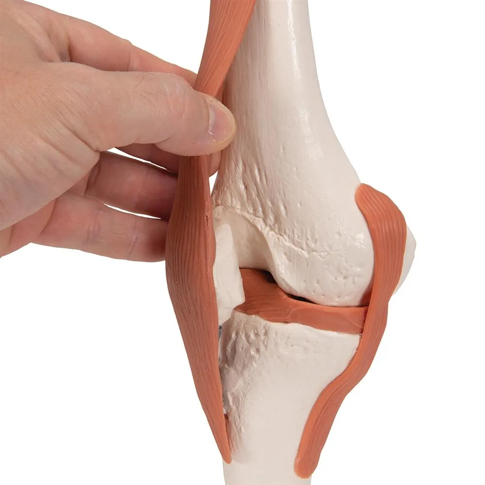 Functional Knee Joint Model