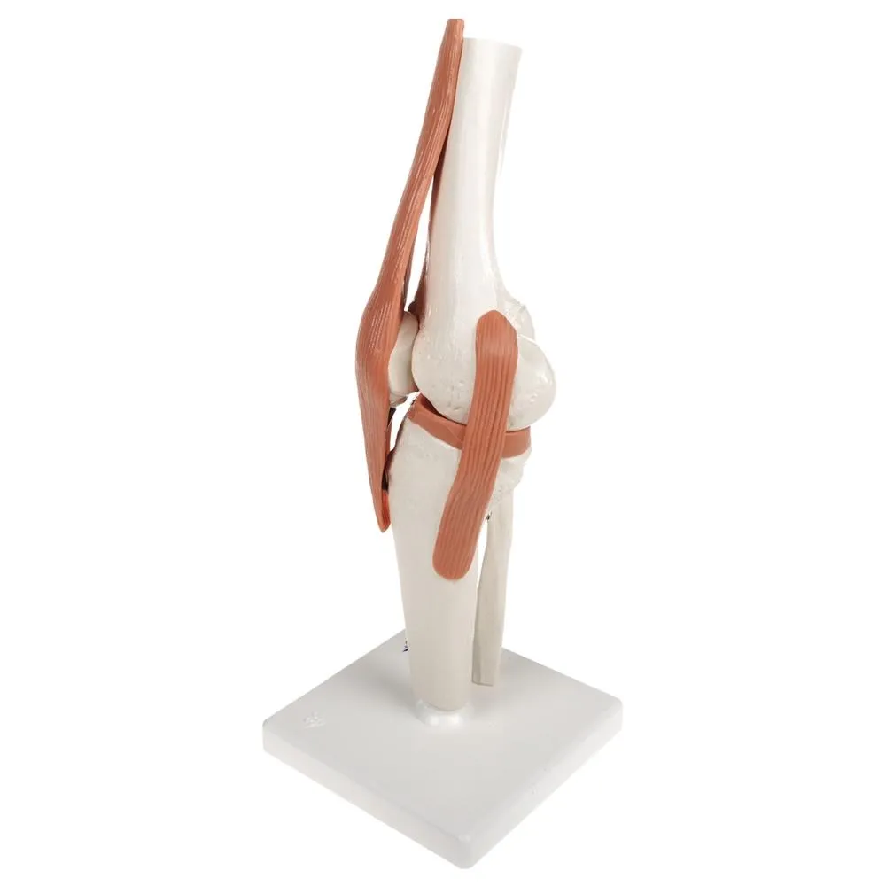 Functional Knee Joint Model