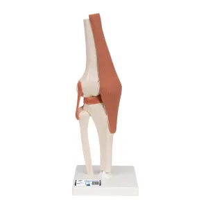 Functional Knee Joint Model