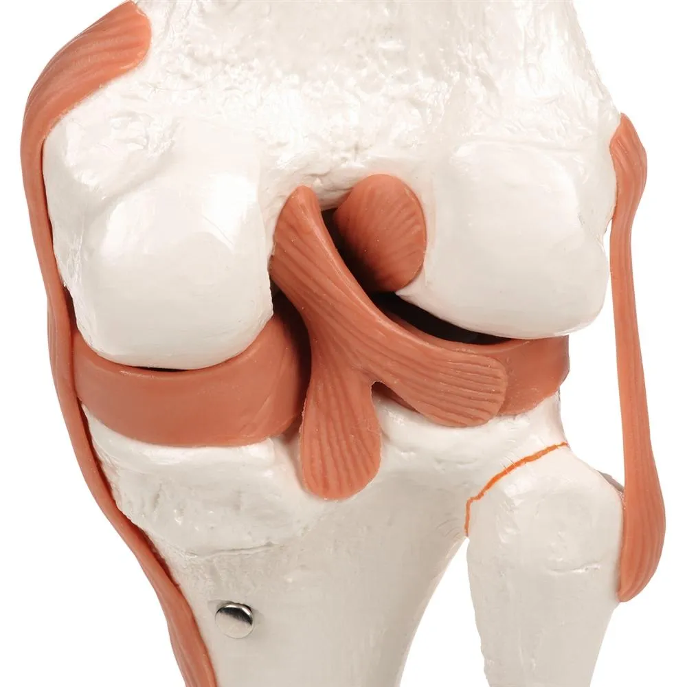 Functional Knee Joint Model