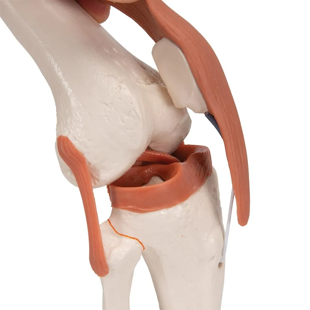 Functional Knee Joint Model