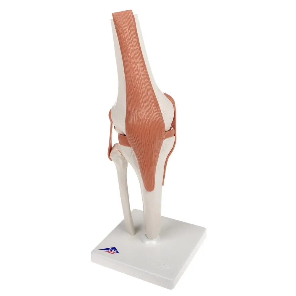 Functional Knee Joint Model