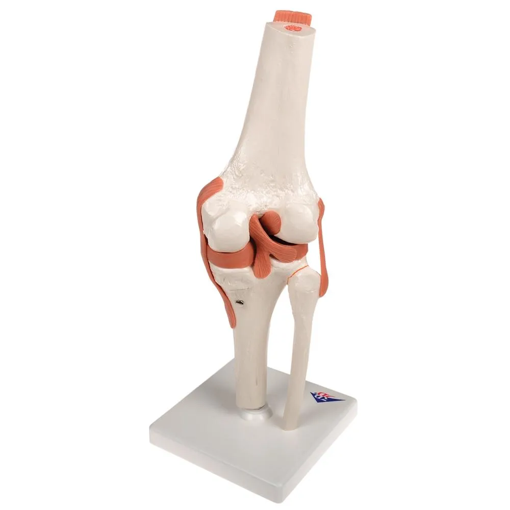 Functional Knee Joint Model