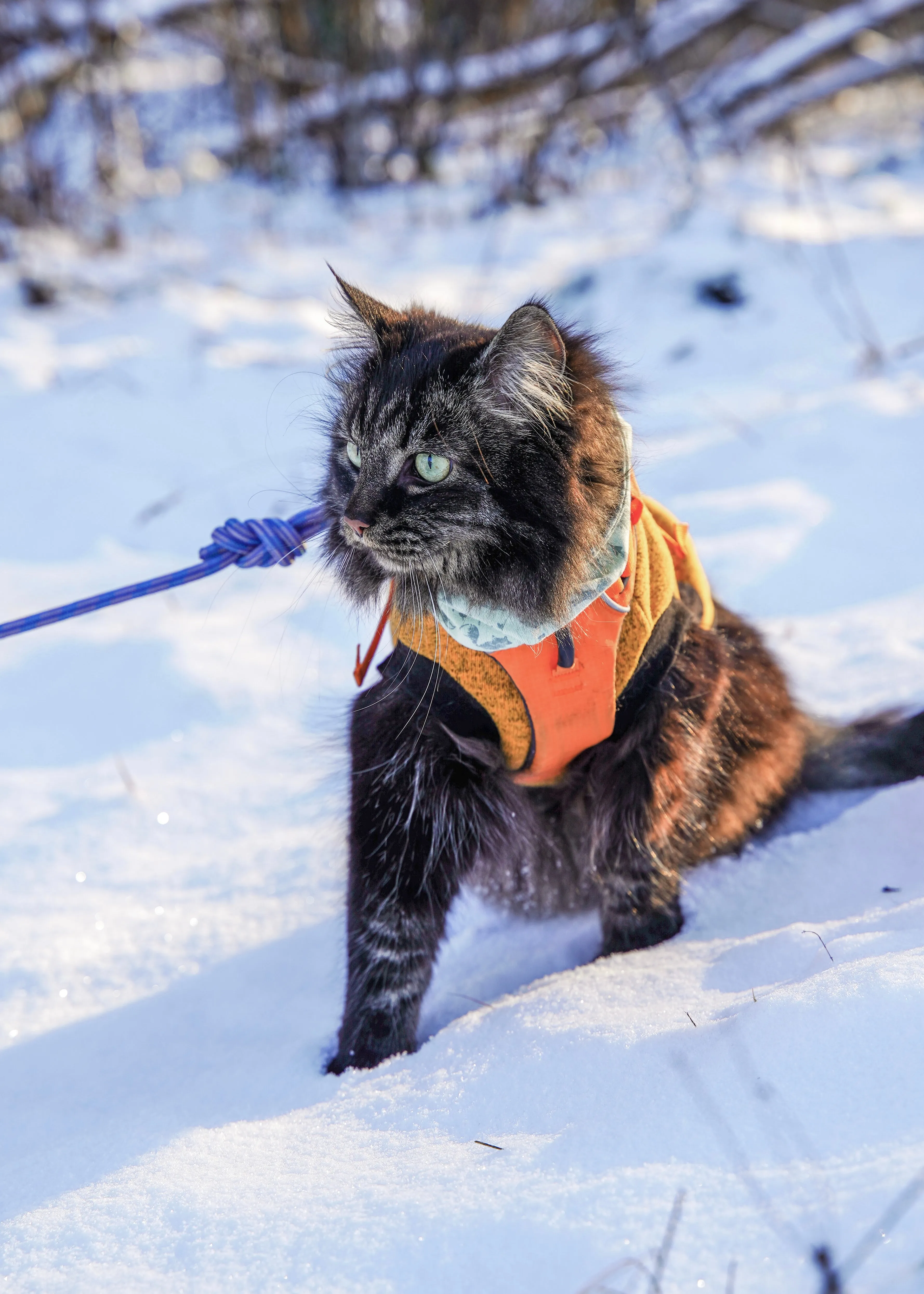 Mint Fox pet scarf