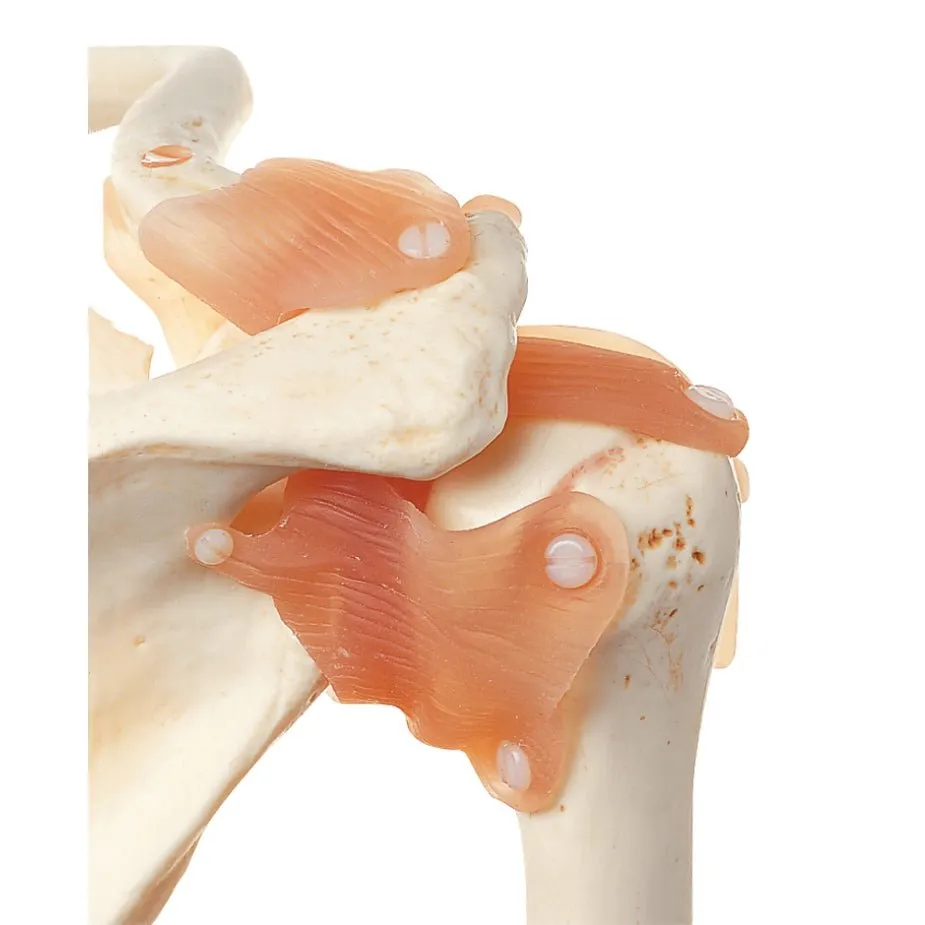 SOMSO Functional Shoulder Joint Model