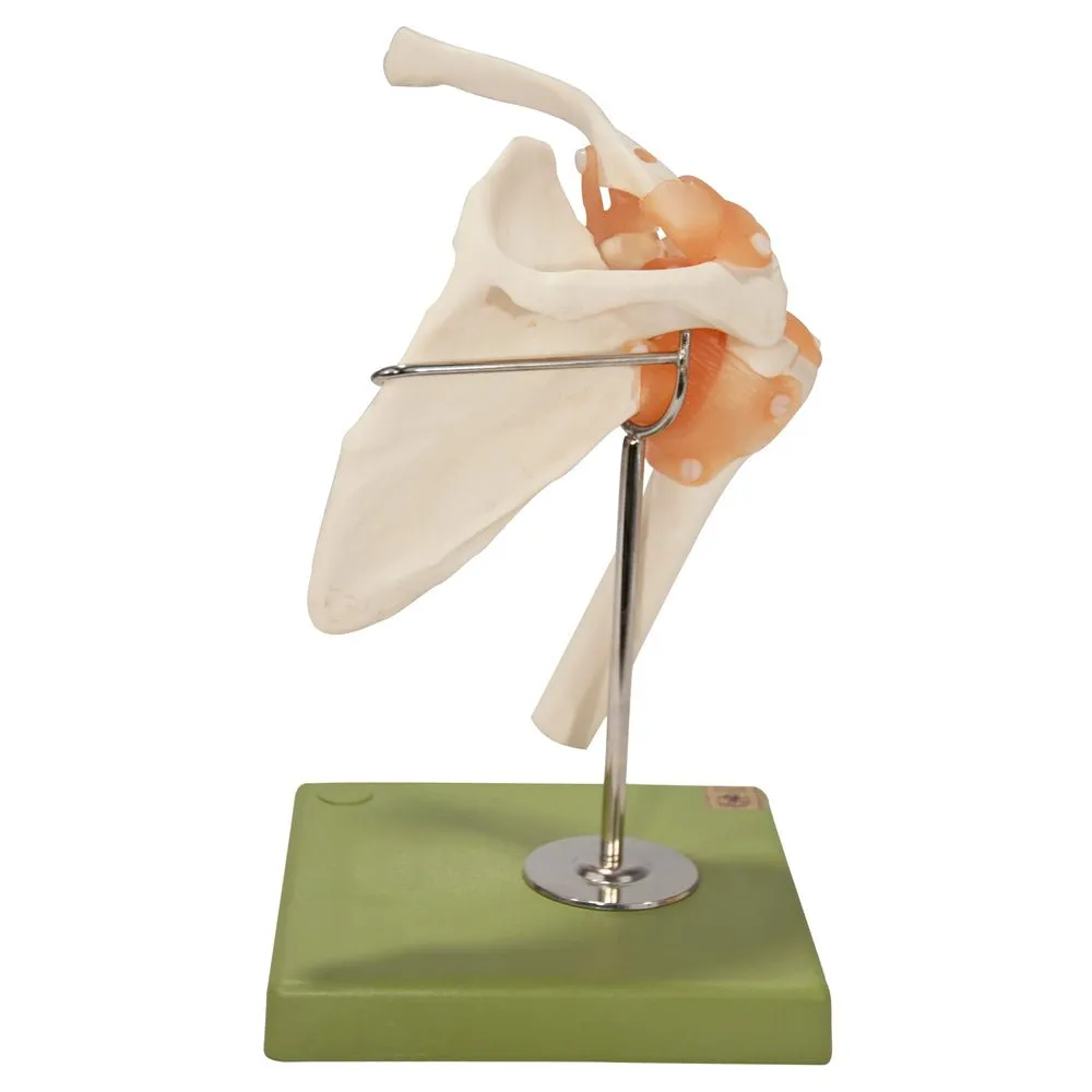 SOMSO Functional Shoulder Joint Model