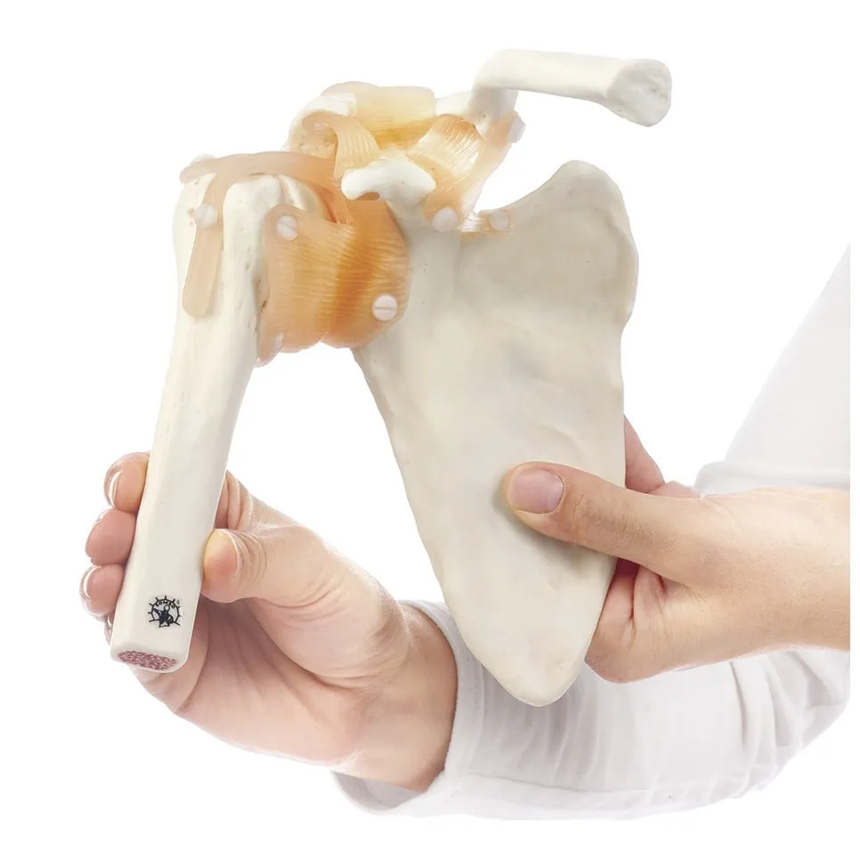 SOMSO Functional Shoulder Joint Model