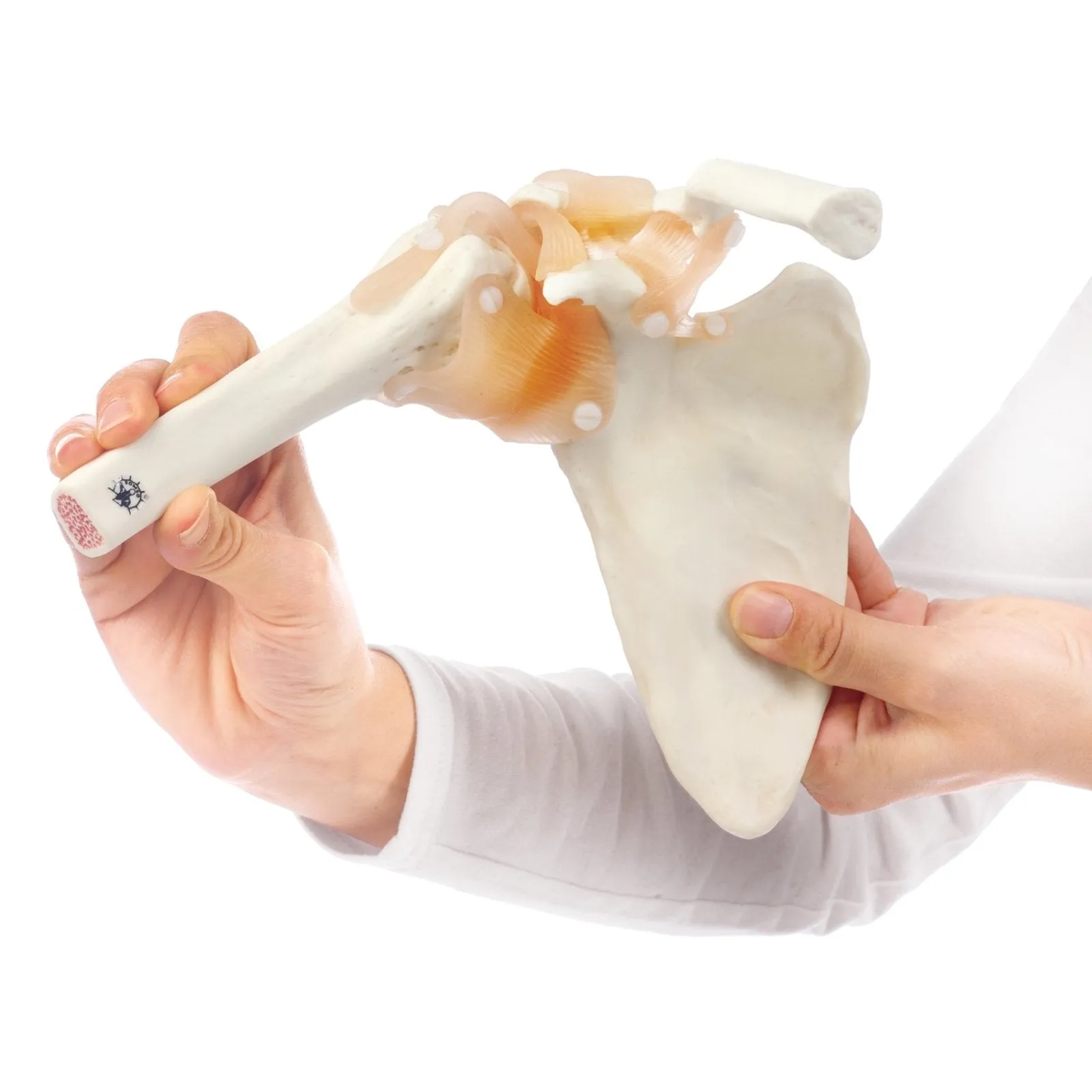 SOMSO Functional Shoulder Joint Model