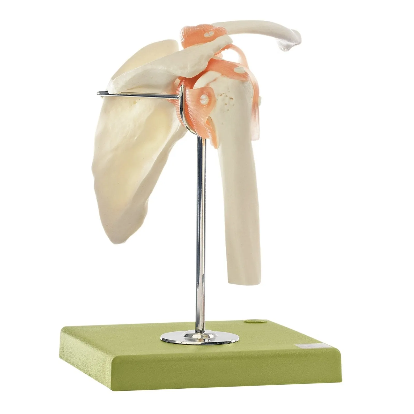 SOMSO Functional Shoulder Joint Model