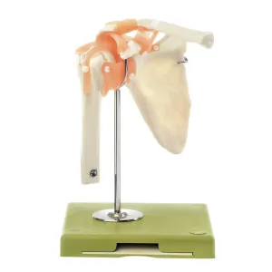 SOMSO Functional Shoulder Joint Model