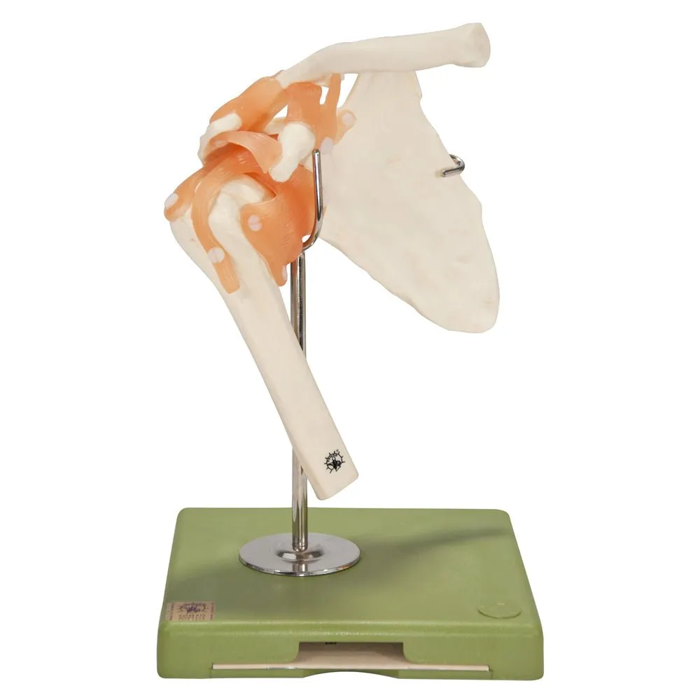 SOMSO Functional Shoulder Joint Model